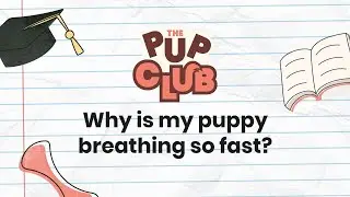 Why Is My Puppy Breathing Fast? Vet Tips & When to Worry
