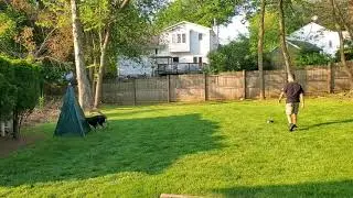 Blind Search 6 month German Shepherd IGP