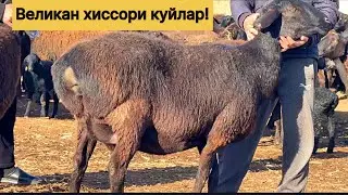 Великан хиссори бугоз куйлар! 972000476☎️