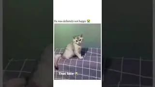 super angry cat#viral #ai #cute #cat #foryou #viral