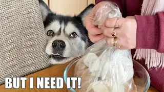Husky Uses Puppy Eyes & Argues With Nan For Food He CAN&rsquo;T  Have!