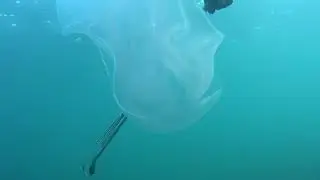 Snorkelling at Yanchep Lagoon - Western Australia