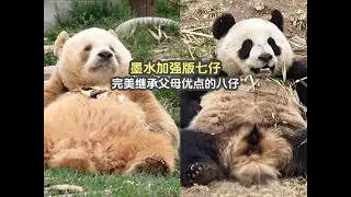 Enhanced version of brown giant panda 墨水加强版七仔，完美继承父母优点的大熊猫八仔，不愧是七仔的儿子