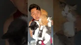 Tiap hari ketempelan mahluk lucu sampe udah pada gede 😍 #cat #kucing #catlover #funny #kucingkucu