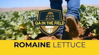 QA in the Field: Romaine Lettuce