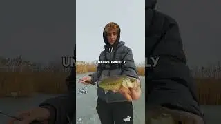 Catching Fish on Lizard Food