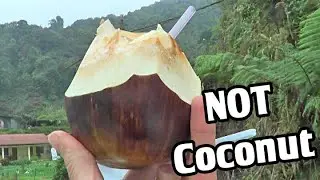 Toddy Palm - Weird Fruit Explorer in Malaysia Ep. 49