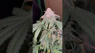 Grand Daddy Purp Harvest #shorts #medical #legal #marijuana #harvest #gdp #letsgrow ￼