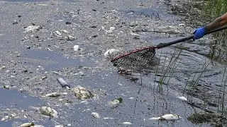 Oder river: Speculation over 'environmental disaster' in Germany and Poland