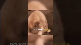 Тейлор Свифт обращается к своим кошкам за советом 😹🐈