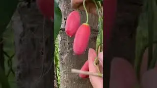 ivy gourd fruit #satisfying