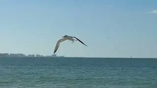 Beautiful state of Florida / DUNEDIN Honeymoon Island State park 
