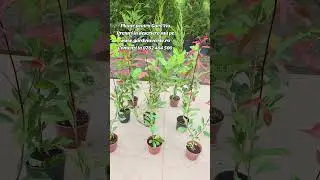 Gard Viu Photinia Red Laur englezesc Leylandii #gardviu #garden #photinia
