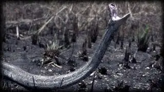 Python Attacks 02   Aggressive Rock Python   Time Lapse