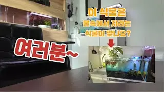 이 식물은 수생식물이 맞는건가요? #물생활 #수생식물 #취미 #일상
