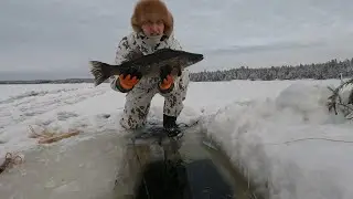 @verkkolive Tapaninpäivän mahtava saalis.
