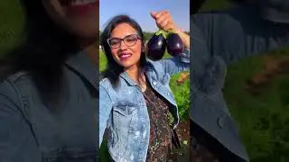 Visit UAE&rsquo;a Largest Farm in Al Ain. Learn all about farming in UAE #alain #uae #farming