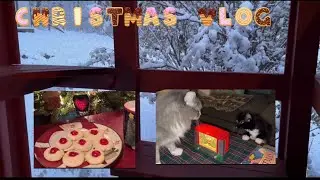 Candied Cherry Cookies and Cat Stocking Stuffers | Cat Vlog  #cat #ChristmasCookie