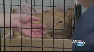 Investigation into cat hoarding situation ongoing; 11 cats still need homes