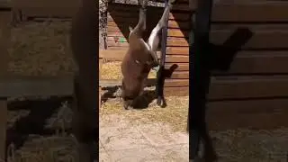 Donkeys are Dunkey 81) #shorts #shorts #donkeyraja #donkmemes #funnyanimemoments  @misuperpets3262 ​
