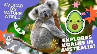 Avocado's Nature World