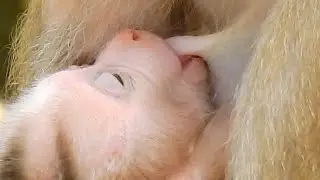 Oh Great! So Lovely Baby Monkey Sucking Sweet Milk, But Very Tired So Weak Can't Walk Anyway.