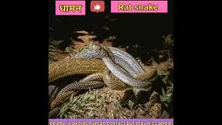 🪱🪱🪱#RatSnake#DhamanSnake #ReptileLovers#SnakeFacts #RodentControl#IndianSnakes #NonVenomousSnake🪱🪱🪱