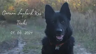 German shepherd Kai. Tricks 01.06.21 💫 frisbee