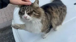 Big-headed cat has a gentle personality