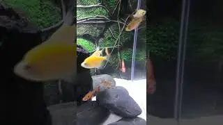 Glo Widow Tetra fish colors like the FAKE  #aquarium #fish