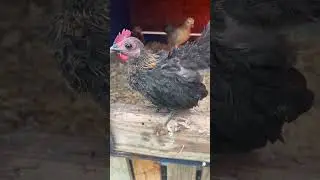 Azteca brown reds. #kikirikis #chicken #bantams #poultry #criadero #gallos #gallosaztecas #oegb