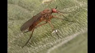 Akkerdisteldansvlieg Empis livida, mannetje, prikkend in blad