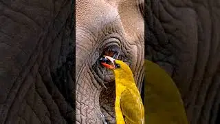 😀🐘🐦A little bird is helping an elephant.#animals #elephantvideo #wildlife #viralshorts