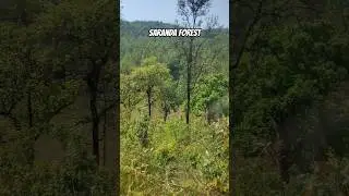 saranda Forest Asia 🌏 Largest Ghana jungle #saranda #forest #nature #jungle