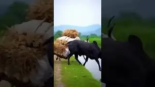 The Farmer and His Bull &mdash; A Timeless Bond of Strength and Loyalty #farming #animals #nature