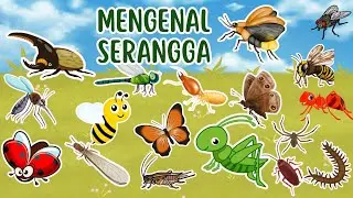 Belajar Mengenal Nama-Nama Serangga - Video Edukasi Anak || Dunia Anak Cerdas