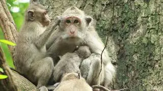 Mama Jade and Her bb Jada Sit Get Milk Before Sleep On Tree  on July24,2024/Vs.3999.Ambers
