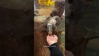 Girl Had Fun With Otter Friend😍