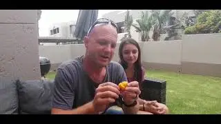 Tasting 7 Pot Brainstrain Yellow 1