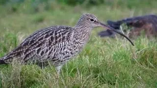 Wildlife Weekly Slimbridge - Episode 3