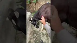 Intramuscular injection #automobile #punjabisong #punjabimusic #vetdrafaqrana #cow #remix