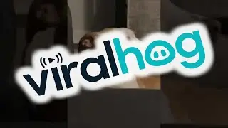 Bagel the Dog is the CEO of the Side-Eye || ViralHog