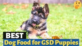 Best Dog Food for German Shepherd puppies 😍