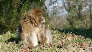 Monkey 4k Ultra Video || Monkey Meeting Video | Monkey Lifestyle | Animal World | Monkey Part 30 ||