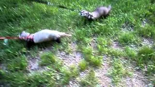 MOV00825