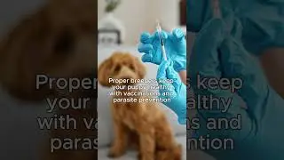 How to choose the right puppy breeder 🐶  #dogadvice #petcaretips #dogbreeder #doghealth #vetadvice