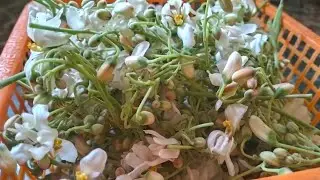 সজনে ফুলের চচ্চড়ি একবার এই ভাবে বানিয়ে দেখুন |সজনে ফুলের চচ্চড়ি রেসিপি সহজ পদ্ধতিতে #adishstory 