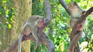 Jazzy monkey have time attact from Ada monkey her crying and run to her mom Jane monkey.