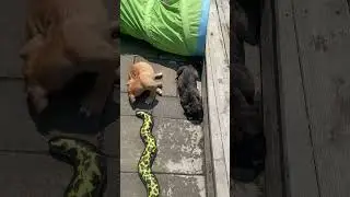 6 week old argentino dogo x cane corso puppies play time 💝