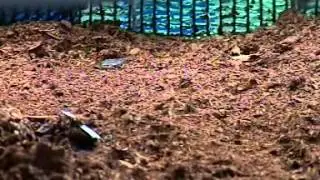 Excel's Organic Waste Converter